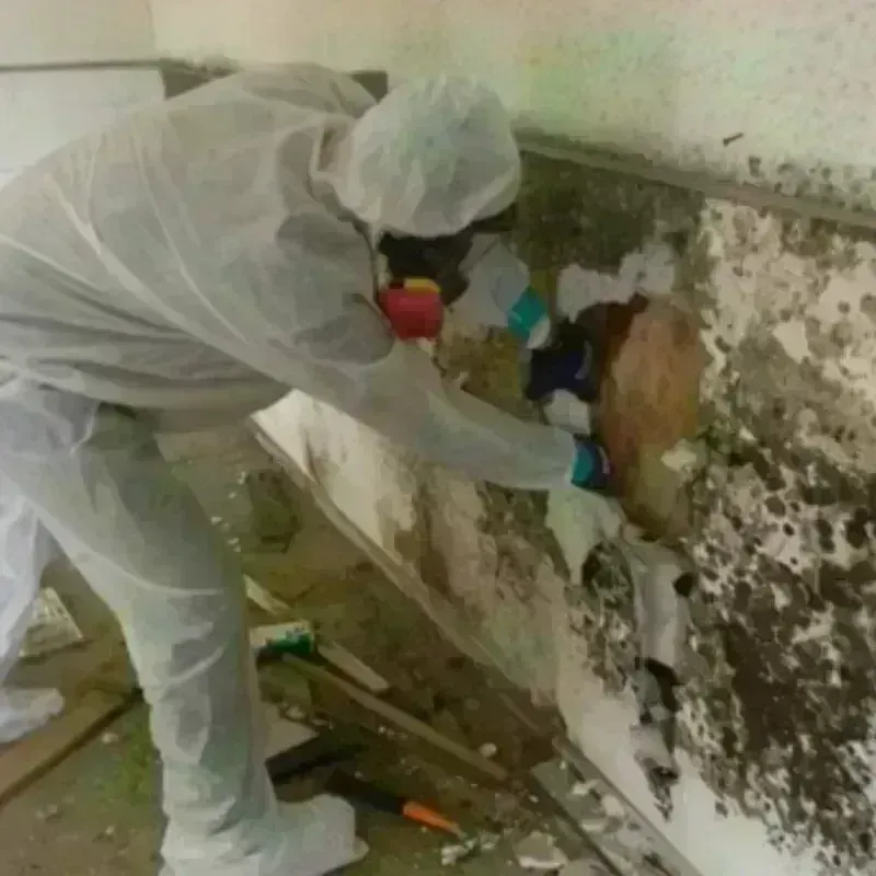 Mold Remediation and Removal in Brices Creek, NC